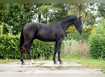 KWPN, Caballo castrado, 2 años, 163 cm, Negro