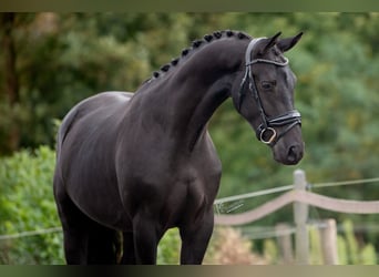 KWPN, Caballo castrado, 2 años, 163 cm, Negro