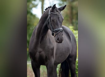 KWPN, Caballo castrado, 2 años, 163 cm, Negro