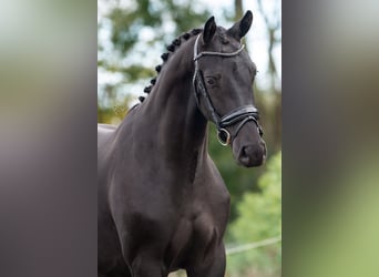 KWPN, Caballo castrado, 2 años, 163 cm, Negro