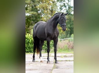 KWPN, Caballo castrado, 2 años, 163 cm, Negro