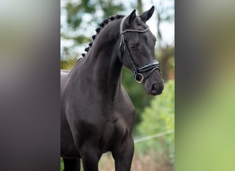 KWPN, Caballo castrado, 2 años, 163 cm, Negro