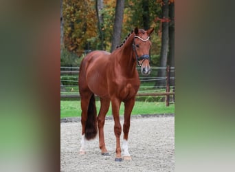 KWPN, Caballo castrado, 2 años, 164 cm, Alazán