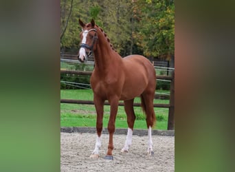 KWPN, Caballo castrado, 2 años, 167 cm, Alazán