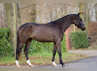 KWPN, Caballo castrado, 2 años, 167 cm, Castaño oscuro