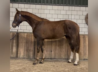 KWPN, Caballo castrado, 2 años, 168 cm, Alazán