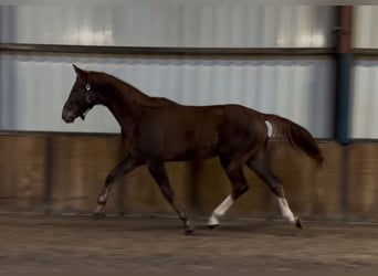 KWPN, Caballo castrado, 2 años, 168 cm, Alazán