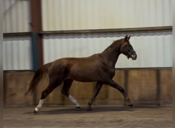 KWPN, Caballo castrado, 2 años, 168 cm, Alazán