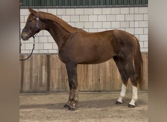 KWPN, Caballo castrado, 2 años, 168 cm, Alazán