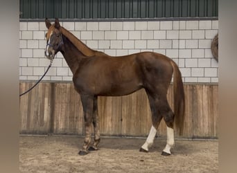 KWPN, Caballo castrado, 2 años, 168 cm, Alazán