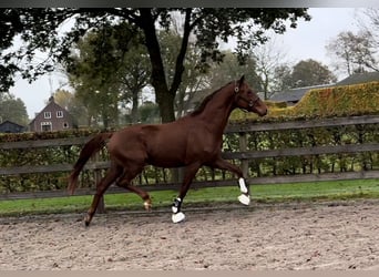 KWPN, Caballo castrado, 2 años, 168 cm, Alazán-tostado