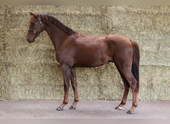 KWPN, Caballo castrado, 2 años, 168 cm, Alazán-tostado