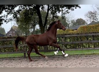 KWPN, Caballo castrado, 2 años, 168 cm, Alazán-tostado