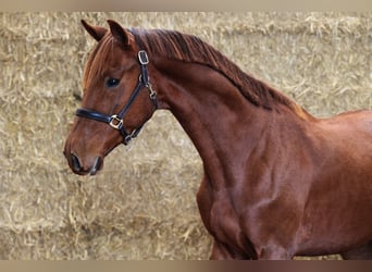 KWPN, Caballo castrado, 2 años, 168 cm, Alazán-tostado