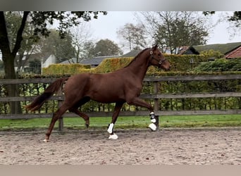 KWPN, Caballo castrado, 2 años, 168 cm, Alazán-tostado