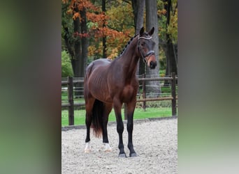 KWPN, Caballo castrado, 2 años, 168 cm, Castaño