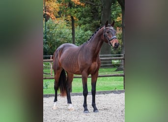 KWPN, Caballo castrado, 2 años, 168 cm, Castaño