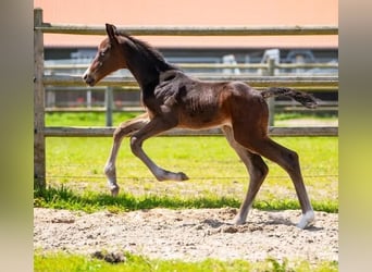 KWPN, Caballo castrado, 2 años, 170 cm, Castaño