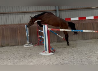 KWPN, Caballo castrado, 2 años, 170 cm, Castaño