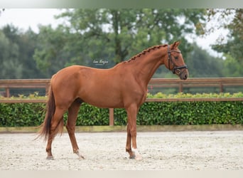 KWPN, Caballo castrado, 3 años, 155 cm, Alazán