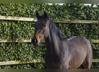 KWPN, Caballo castrado, 3 años, 159 cm, Castaño