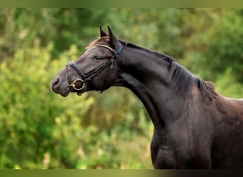 KWPN, Caballo castrado, 3 años, 160 cm