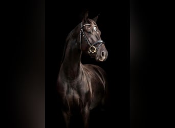 KWPN, Caballo castrado, 3 años, 160 cm