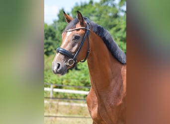 KWPN, Caballo castrado, 3 años, 160 cm, Castaño