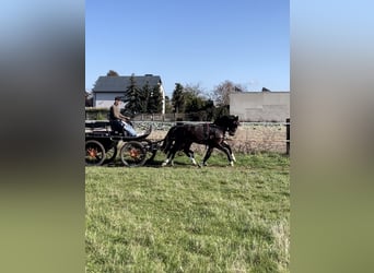 KWPN, Caballo castrado, 3 años, 160 cm, Castaño oscuro