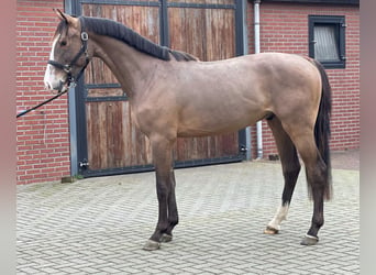 KWPN, Caballo castrado, 3 años, 160 cm, Castaño oscuro