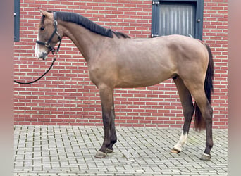 KWPN, Caballo castrado, 3 años, 160 cm, Castaño oscuro