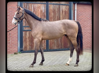 KWPN, Caballo castrado, 3 años, 160 cm, Castaño oscuro