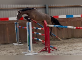 KWPN, Caballo castrado, 3 años, 160 cm, Castaño oscuro