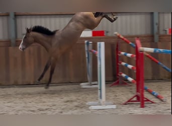 KWPN, Caballo castrado, 3 años, 160 cm, Castaño oscuro