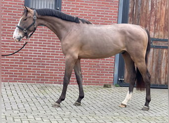 KWPN, Caballo castrado, 3 años, 160 cm, Castaño oscuro