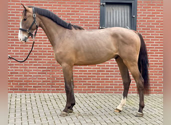 KWPN, Caballo castrado, 3 años, 160 cm, Castaño oscuro