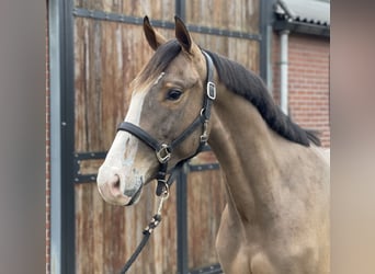 KWPN, Caballo castrado, 3 años, 160 cm, Castaño oscuro