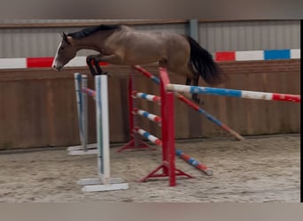 KWPN, Caballo castrado, 3 años, 160 cm, Castaño oscuro