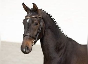 KWPN, Caballo castrado, 3 años, 160 cm, Castaño oscuro