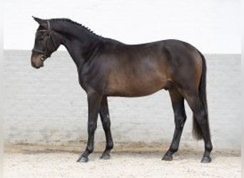 KWPN, Caballo castrado, 3 años, 160 cm, Castaño oscuro