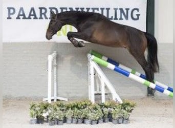 KWPN, Caballo castrado, 3 años, 160 cm, Castaño oscuro