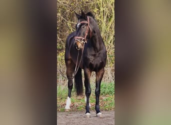 KWPN, Caballo castrado, 3 años, 160 cm, Negro
