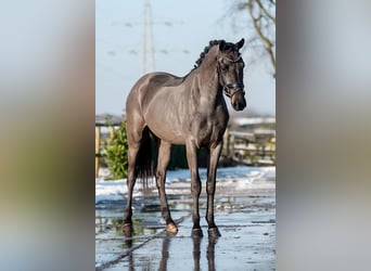 KWPN, Caballo castrado, 3 años, 161 cm, Negro