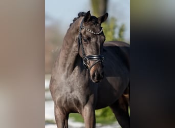 KWPN, Caballo castrado, 3 años, 161 cm, Negro