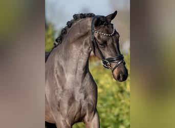 KWPN, Caballo castrado, 3 años, 161 cm, Negro