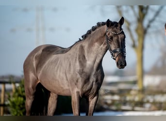 KWPN, Caballo castrado, 3 años, 161 cm, Negro