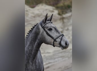 KWPN, Caballo castrado, 3 años, 161 cm, Porcelana