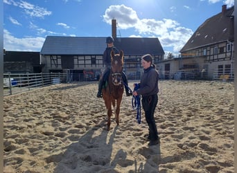 KWPN, Caballo castrado, 3 años, 162 cm, Alazán