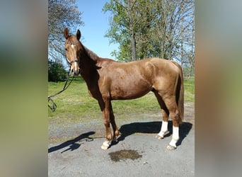 KWPN, Caballo castrado, 3 años, 162 cm, Alazán