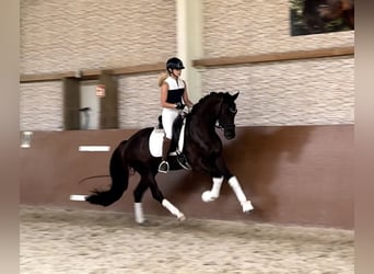 KWPN, Caballo castrado, 3 años, 162 cm, Alazán-tostado